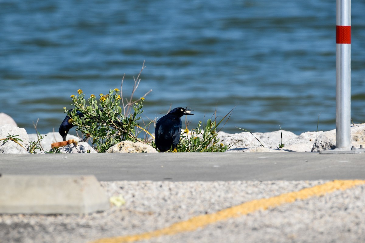 Great-tailed Grackle - ML370979911