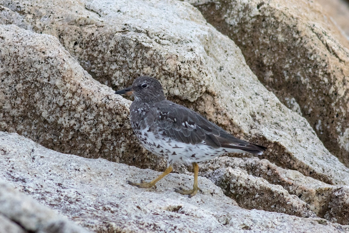 Surfbird - ML370981331