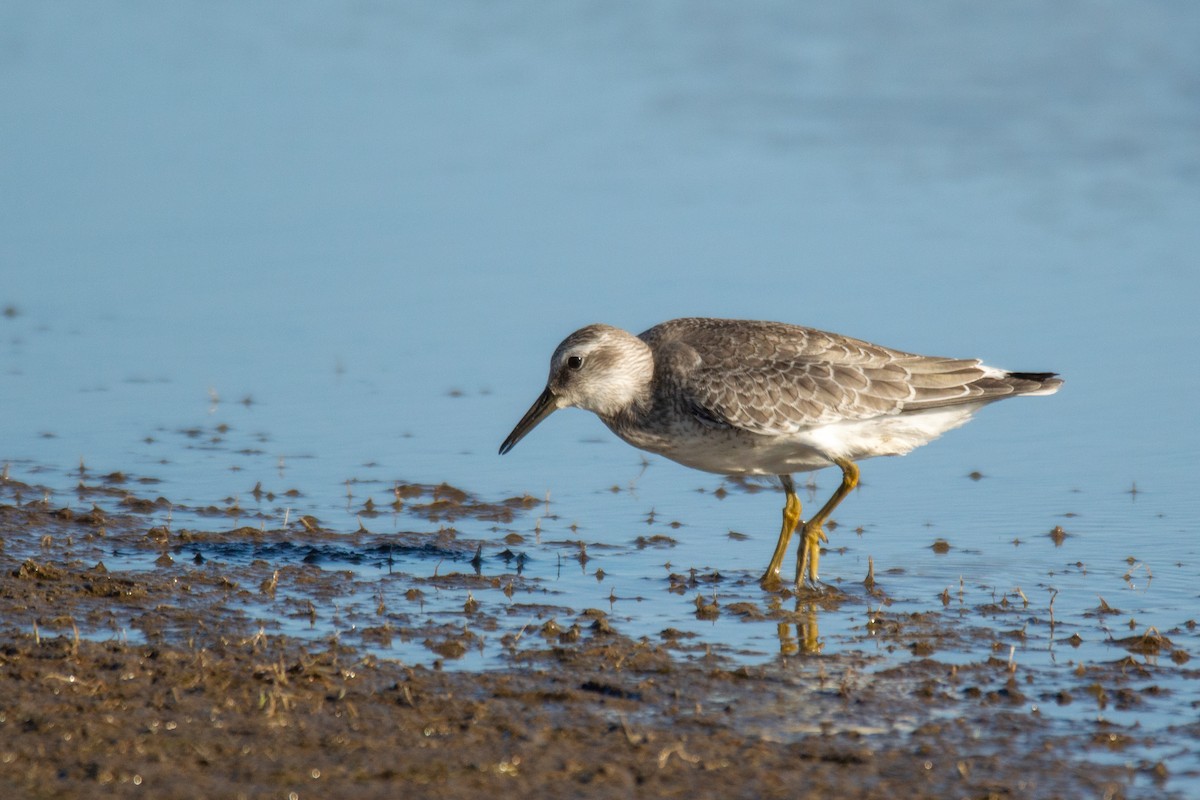 Red Knot - Joe Tuvell