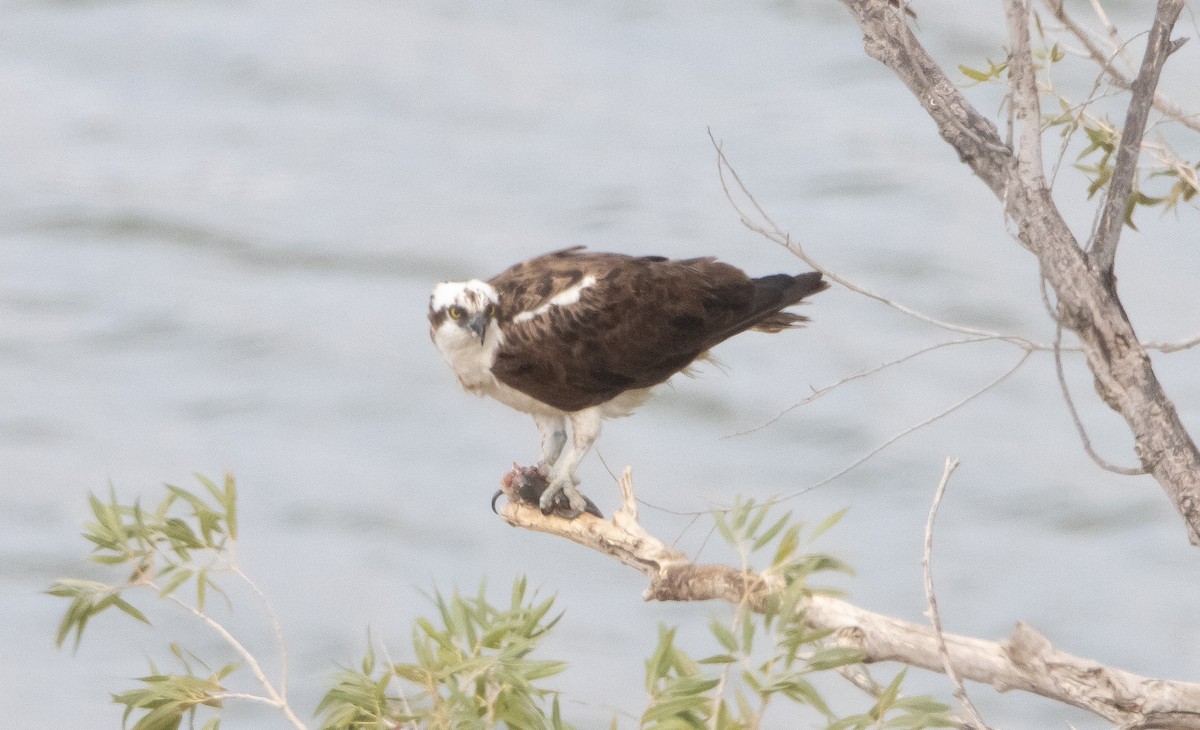 Osprey - Liam Huber