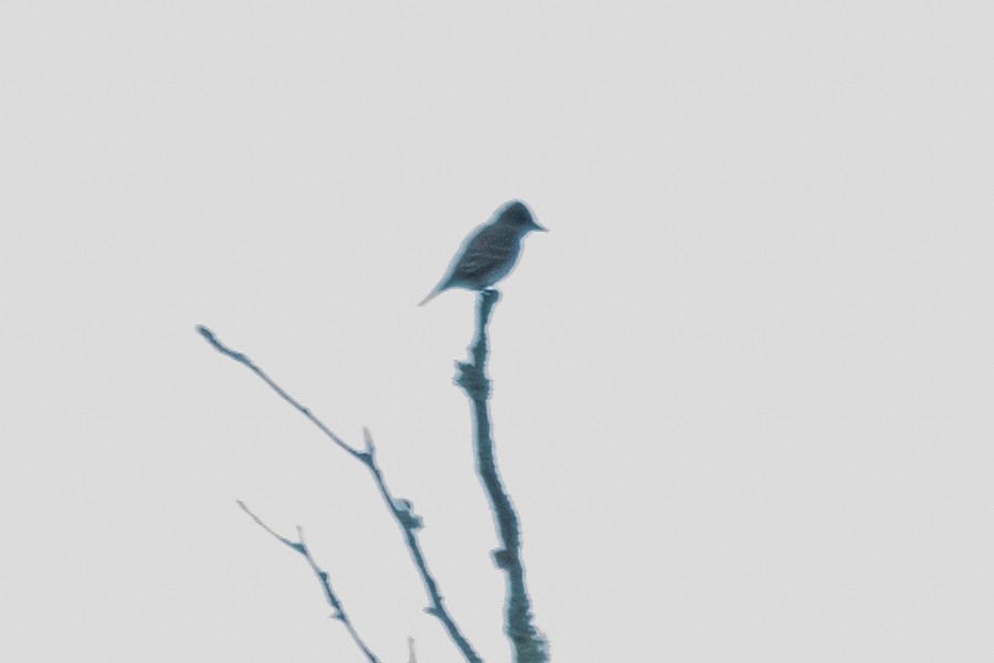 Eastern Wood-Pewee - ML37098411