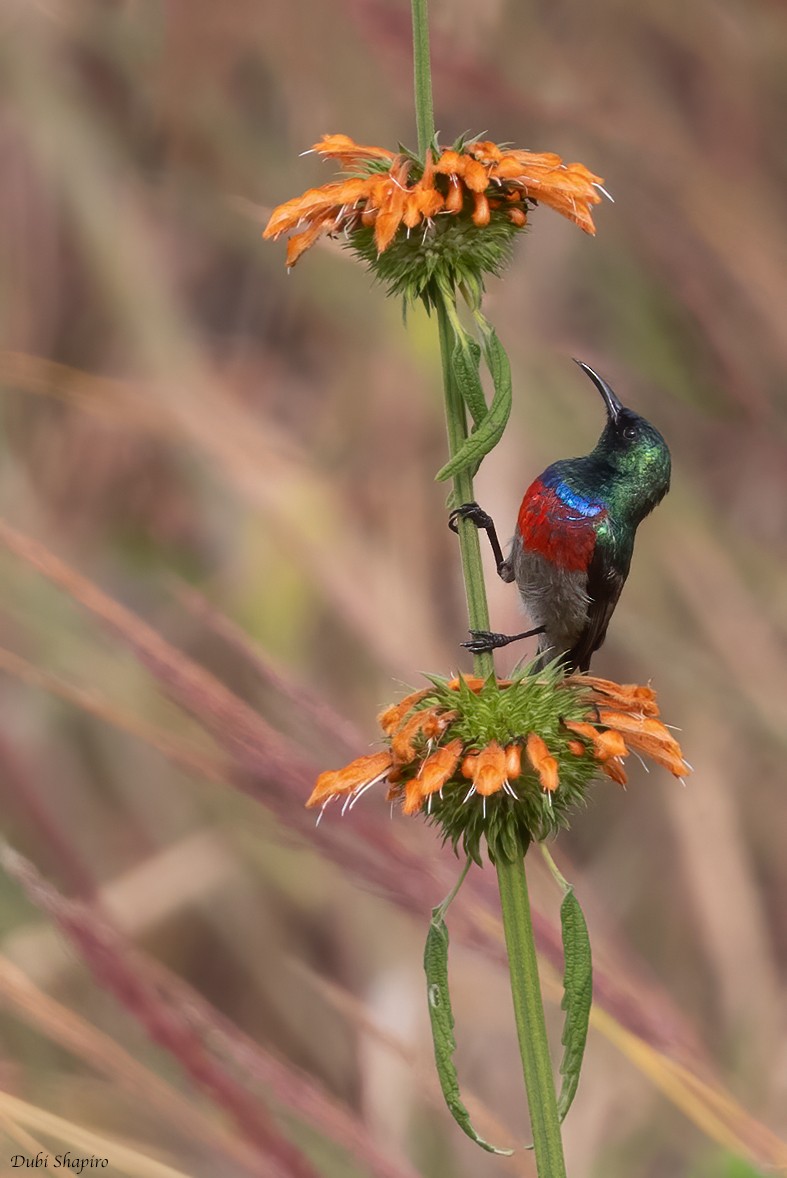 Montane Double-collared Sunbird (Eastern) - ML370984541