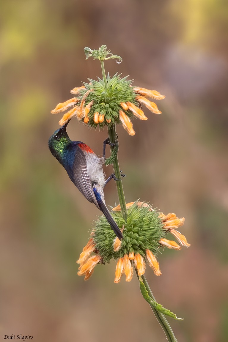 Montane Double-collared Sunbird (Eastern) - ML370984551