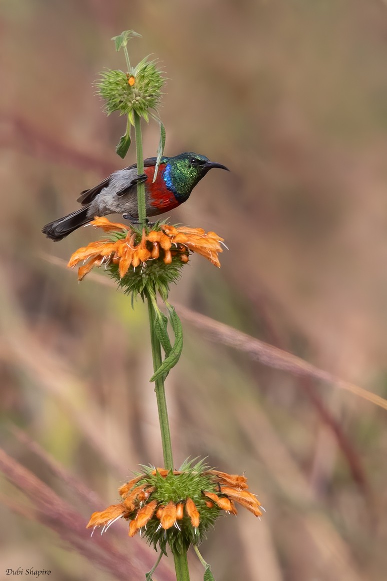 Montane Double-collared Sunbird (Eastern) - ML370984561