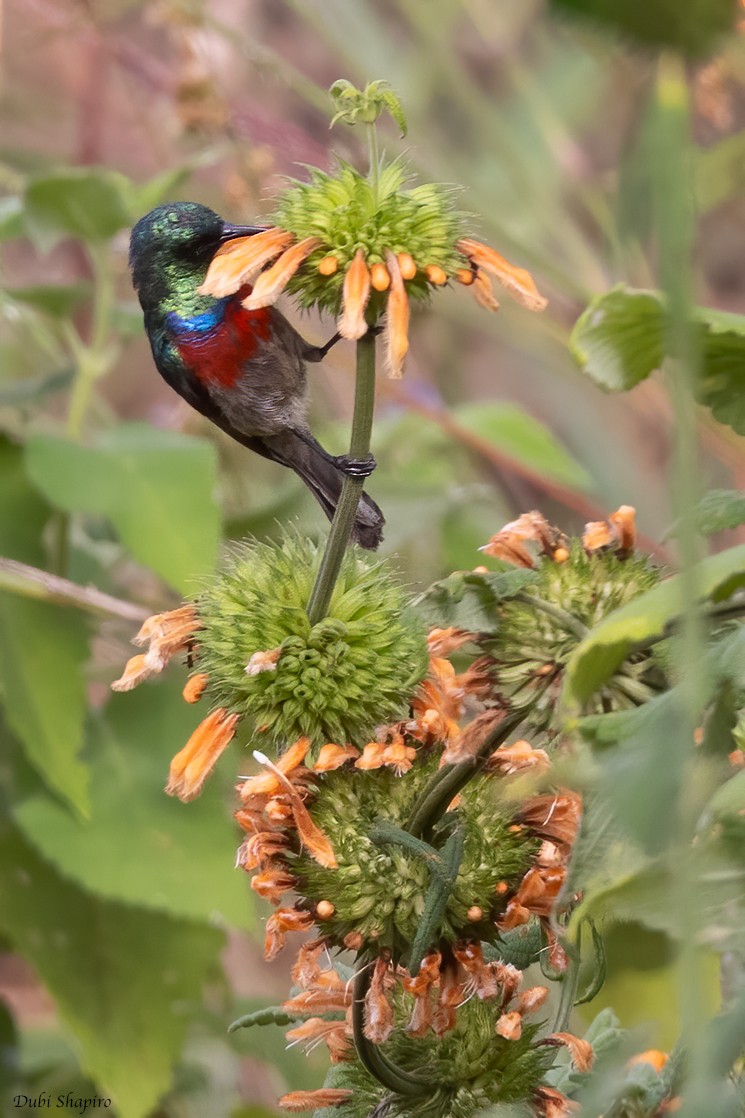 Montane Double-collared Sunbird (Eastern) - ML370984571