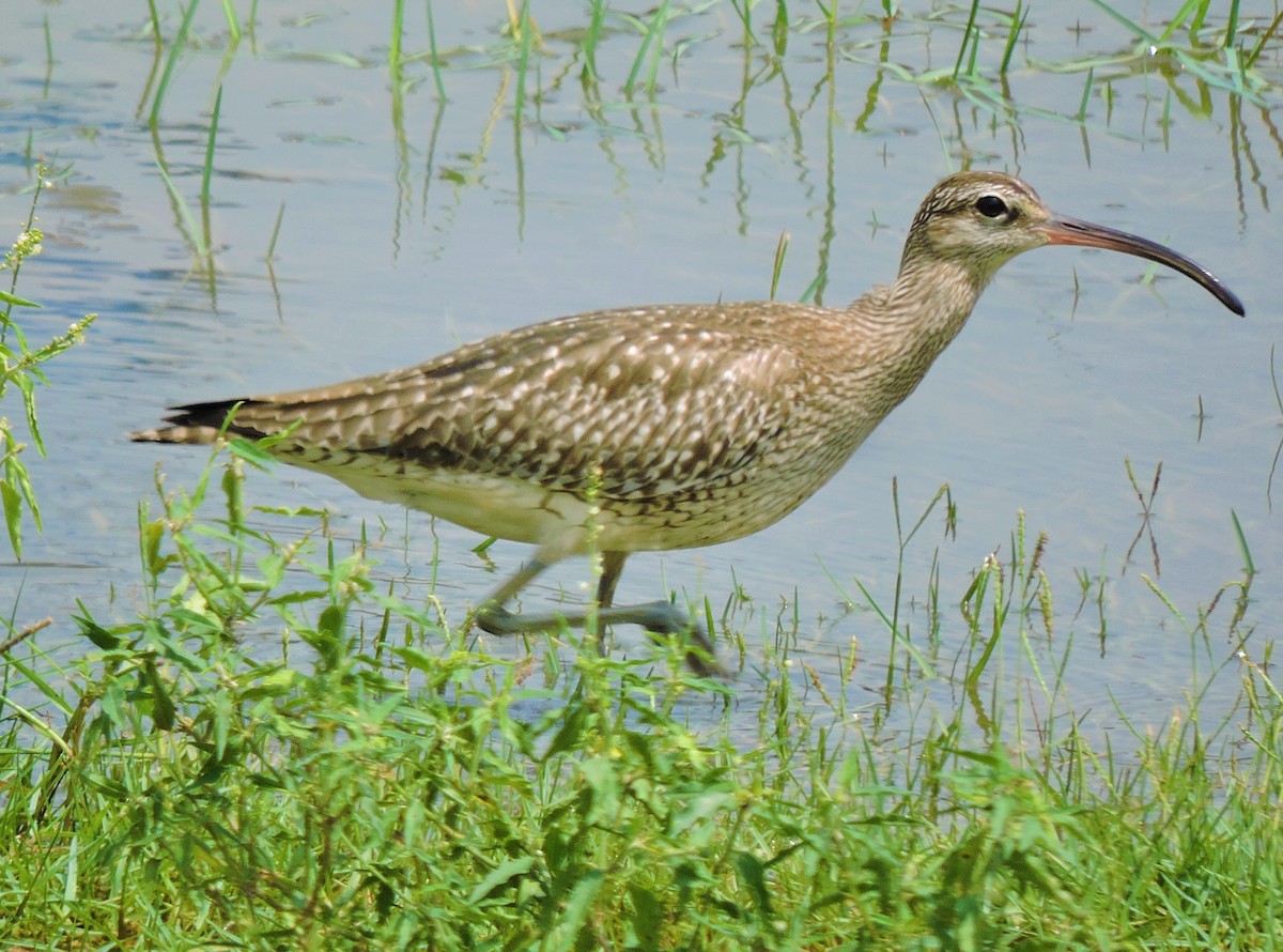 Whimbrel - ML370985051