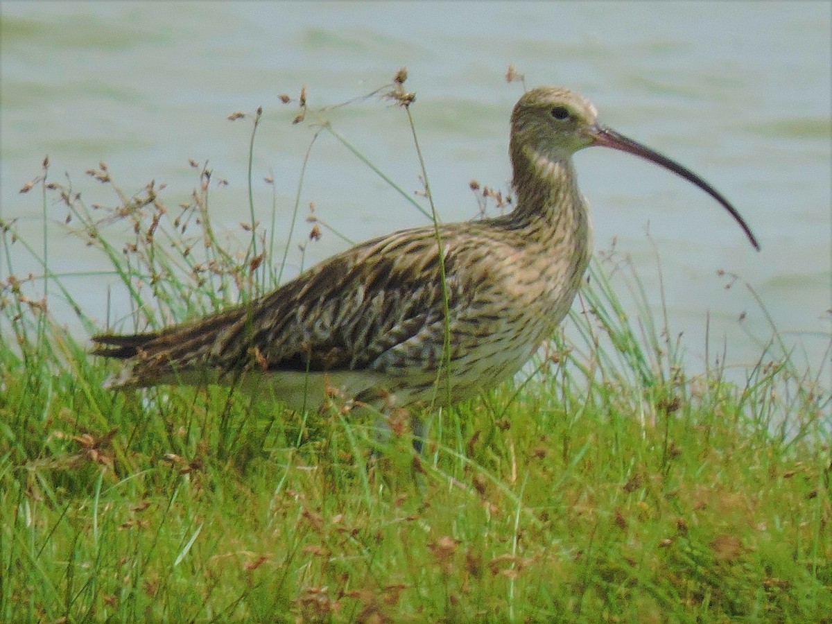 Eurasian Curlew - ML370985071