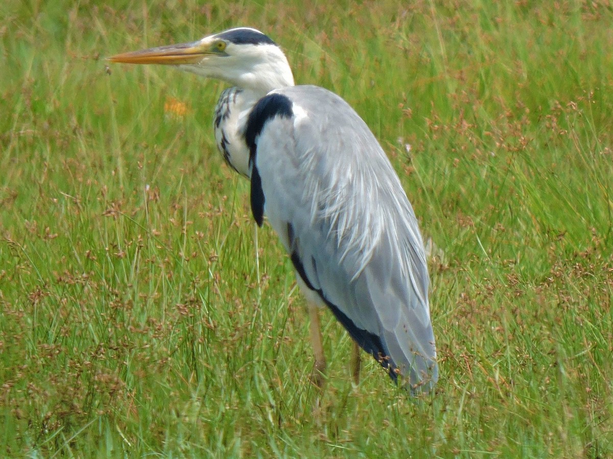 Gray Heron - ML370985121