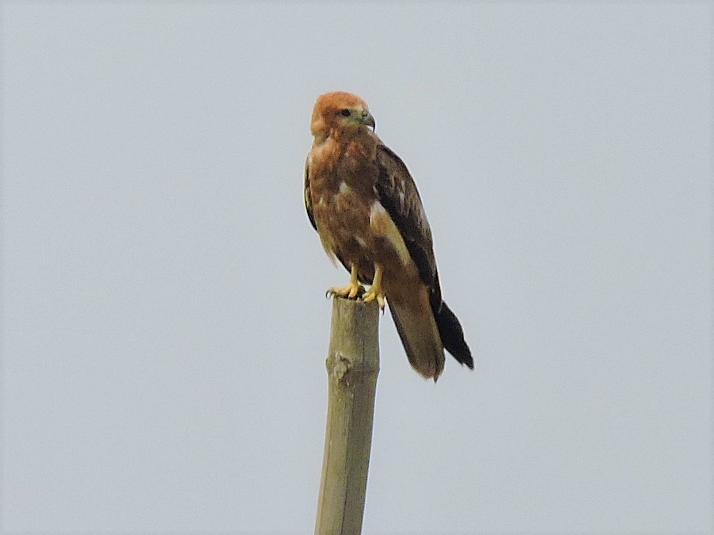 Brahminy Kite - ML370985131