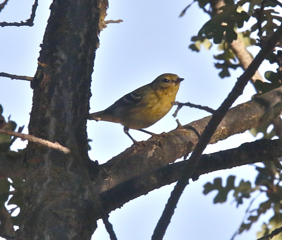 Streifenwaldsänger - ML370985711