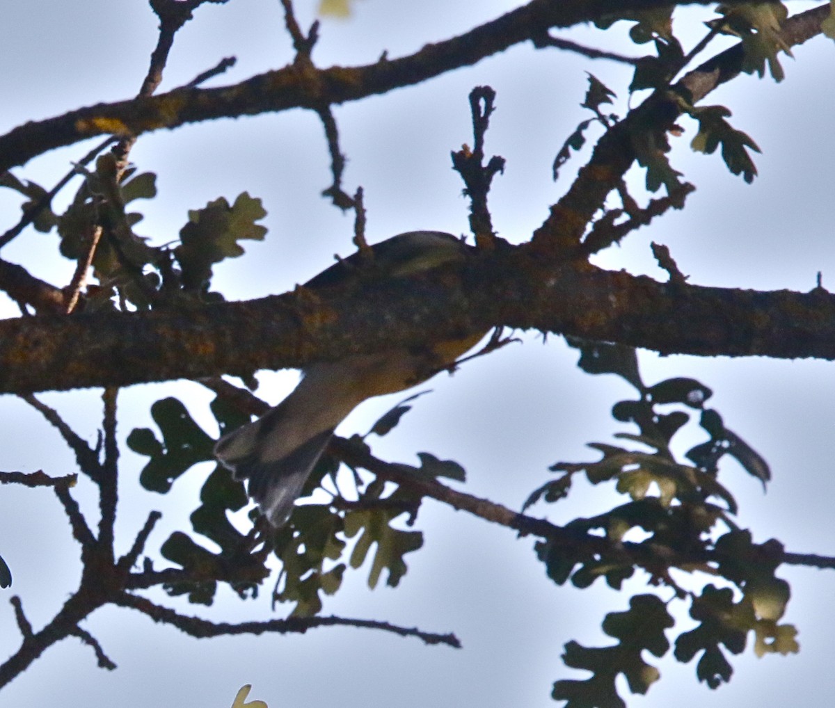 Blackpoll Warbler - Pair of Wing-Nuts