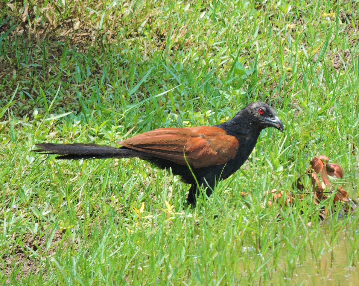 Greater Coucal - ML370985751