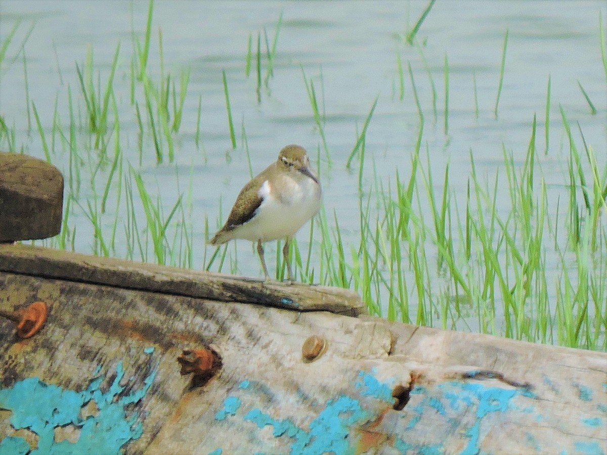 Common Sandpiper - ML370985841