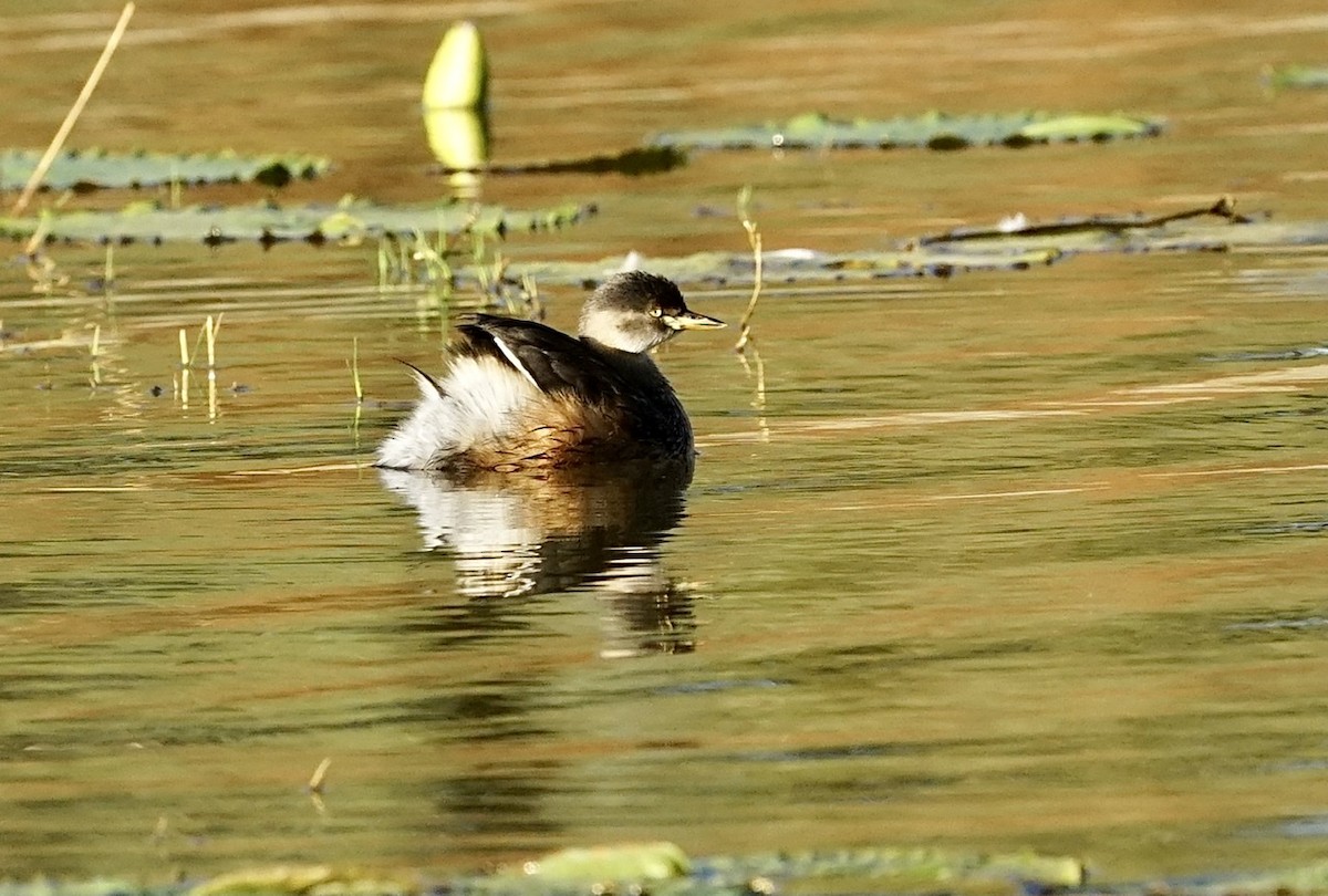 Australasian Grebe - ML370986131