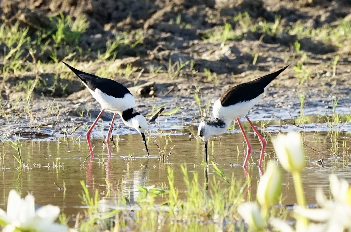 Pied Stilt - ML370986151