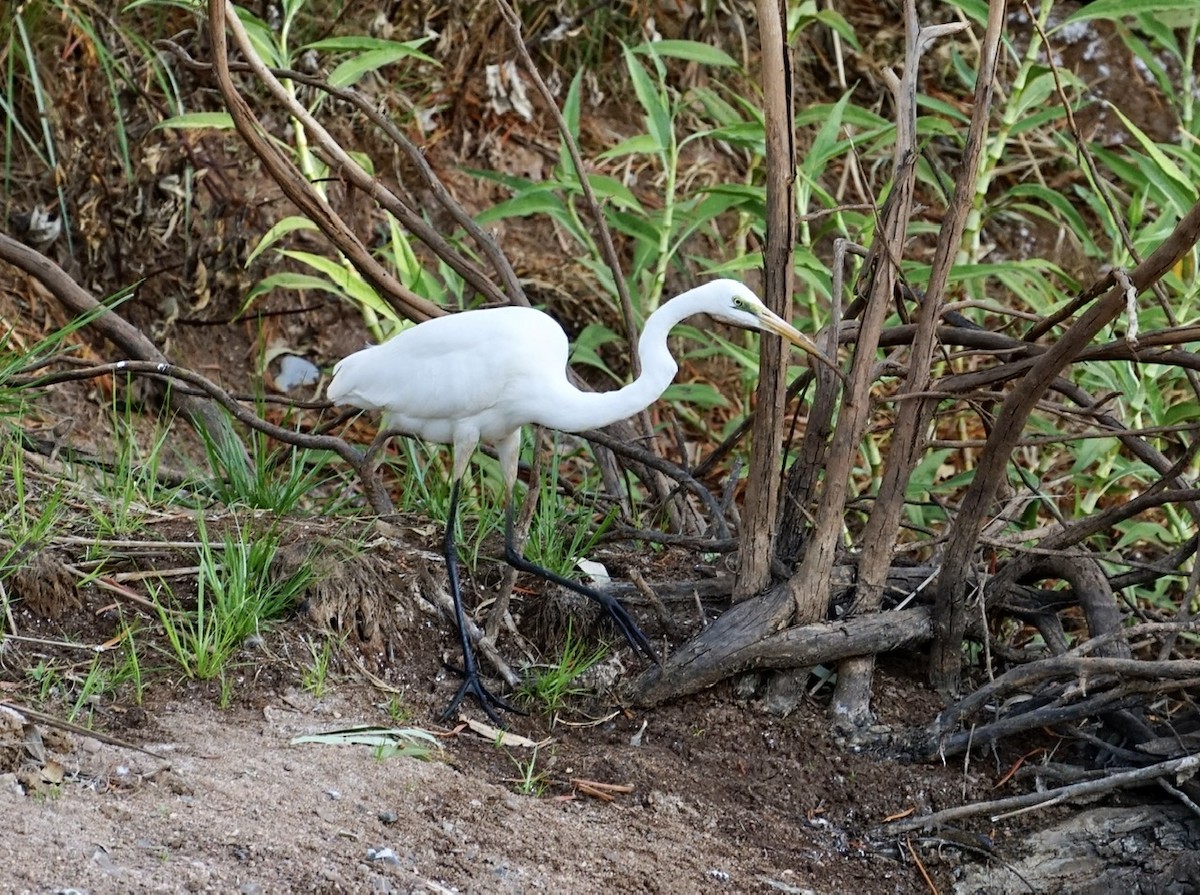 Great Egret - ML370987361