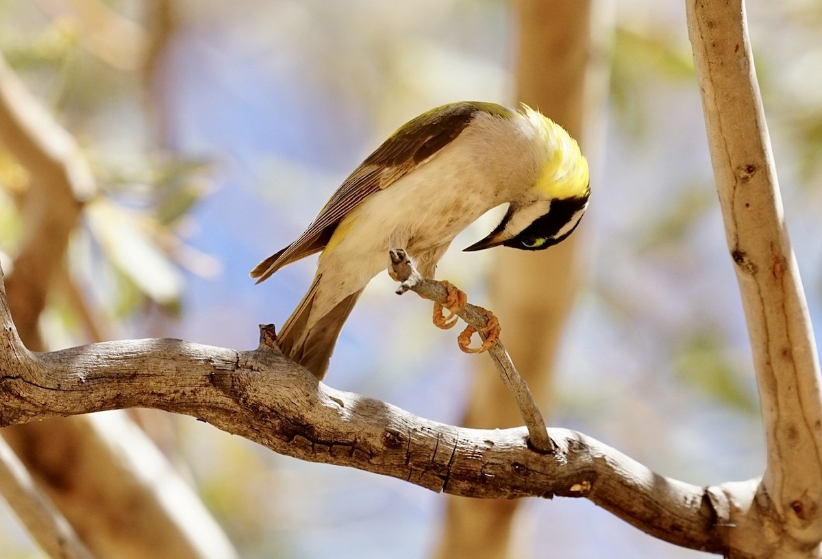 Black-chinned Honeyeater - ML370988441