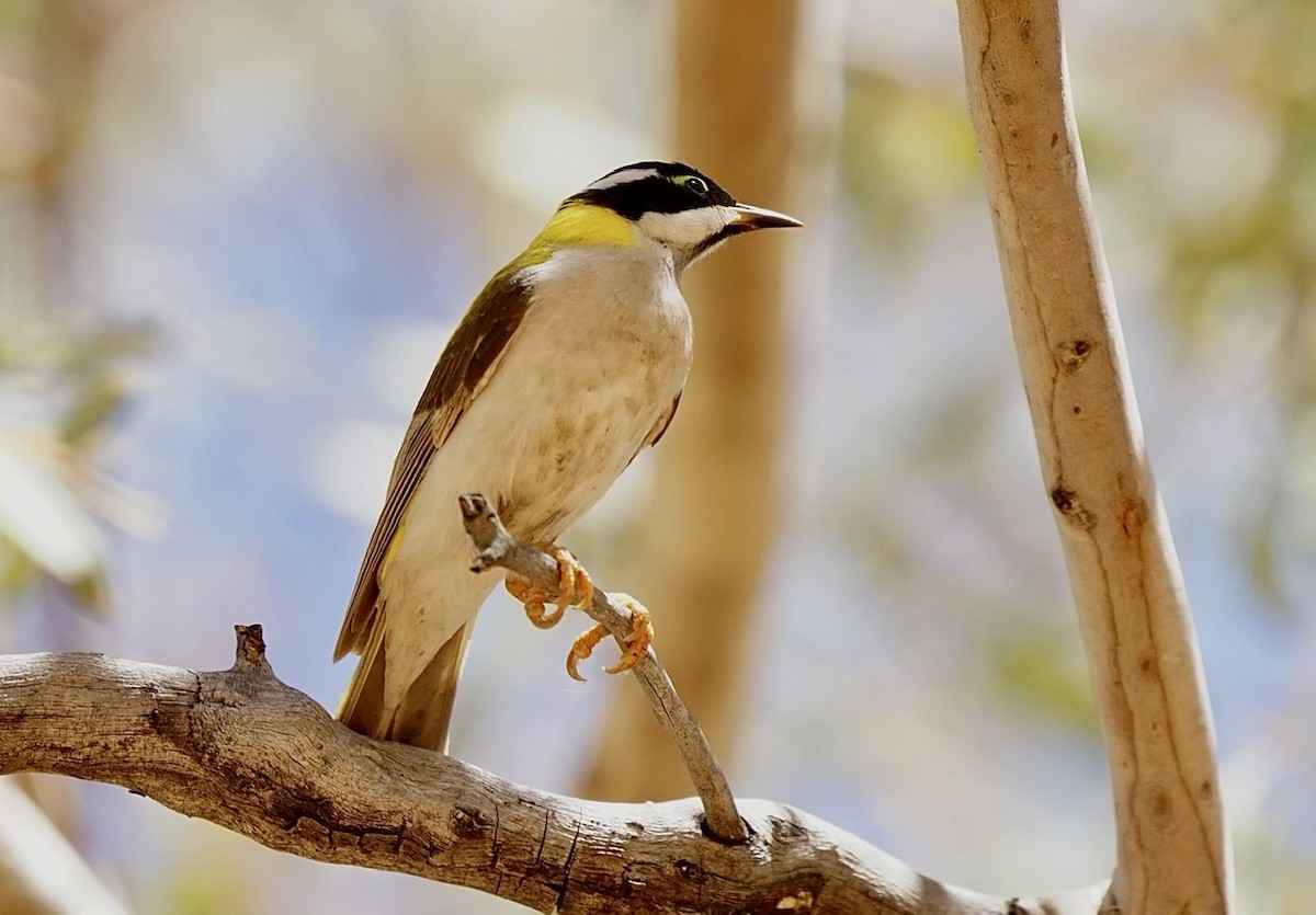 Black-chinned Honeyeater - Anthony Schlencker