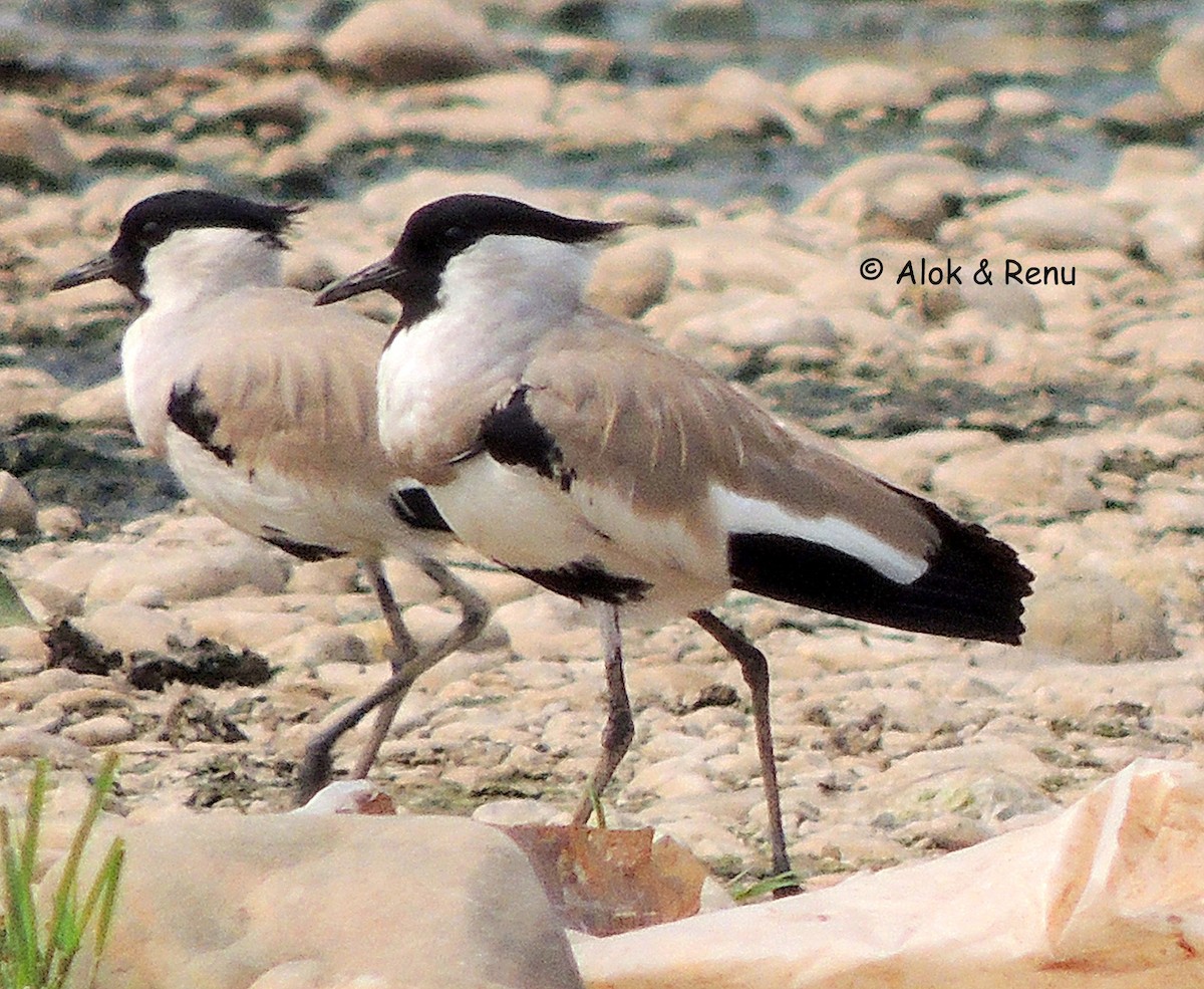 River Lapwing - Alok Tewari