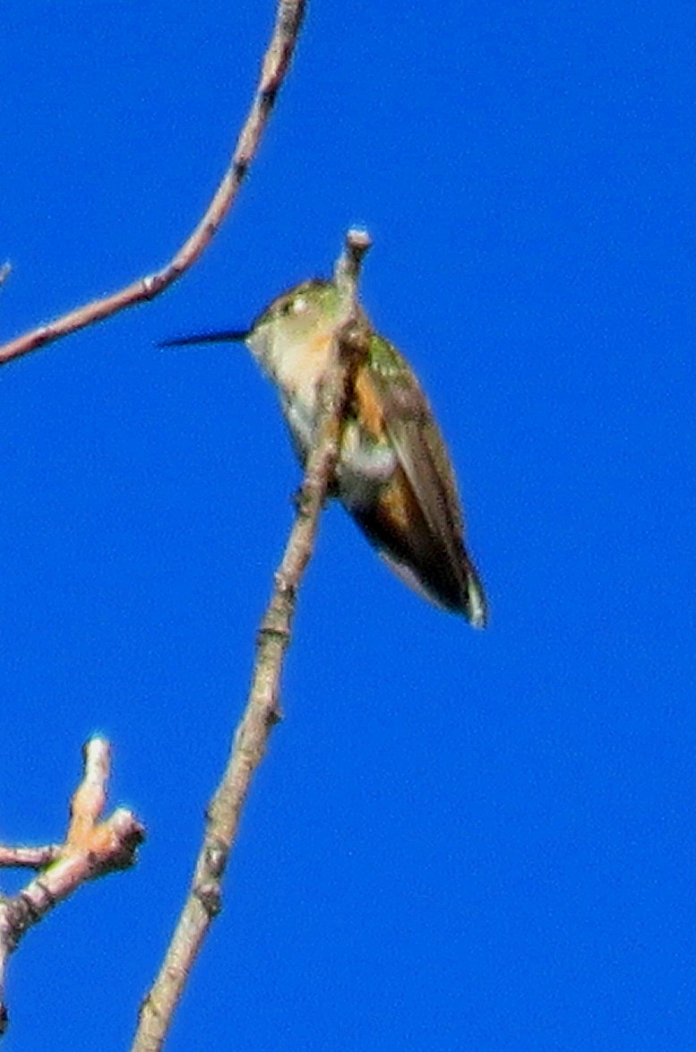 Broad-tailed Hummingbird - ML370991411