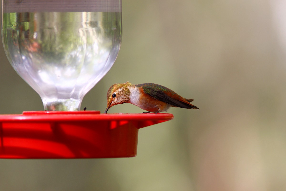 Colibrí Rufo/de Allen - ML37099241