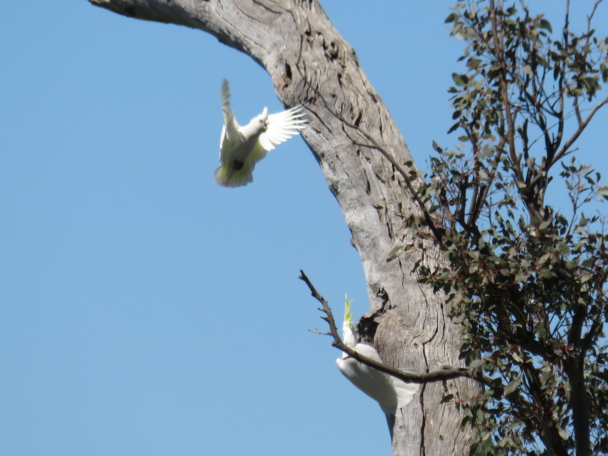 Little Corella - ML370992751