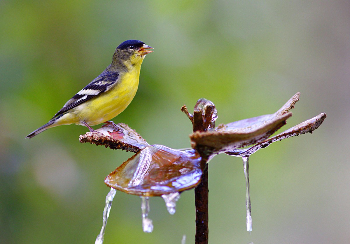 Lesser Goldfinch - ML37099311