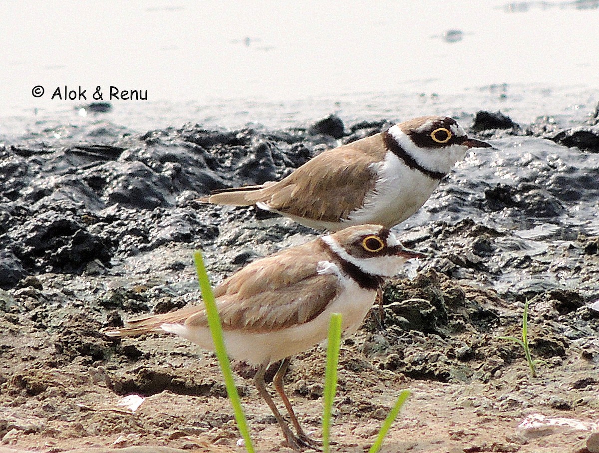 Little Ringed Plover - ML370993161