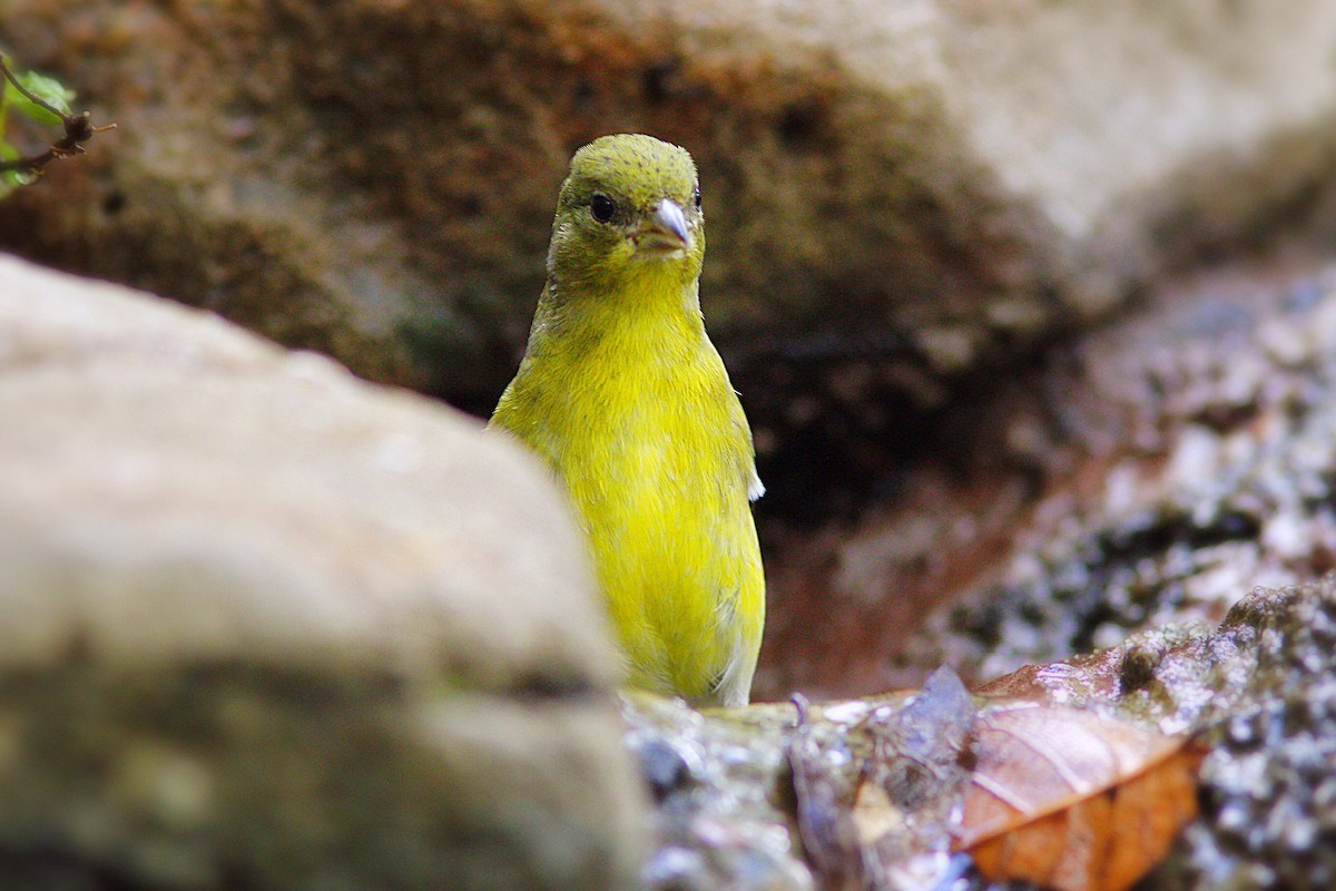 Lesser Goldfinch - ML37099331