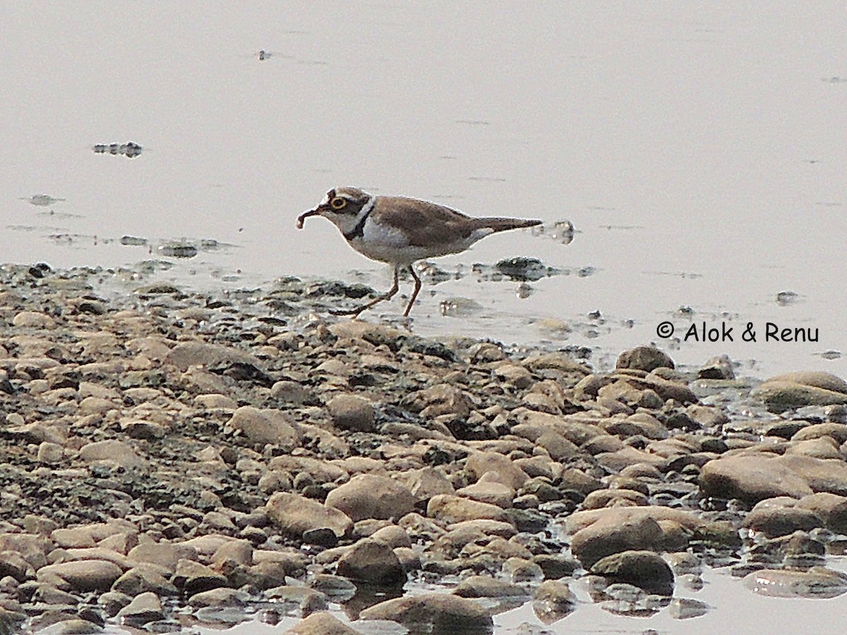 Little Ringed Plover - ML370994021