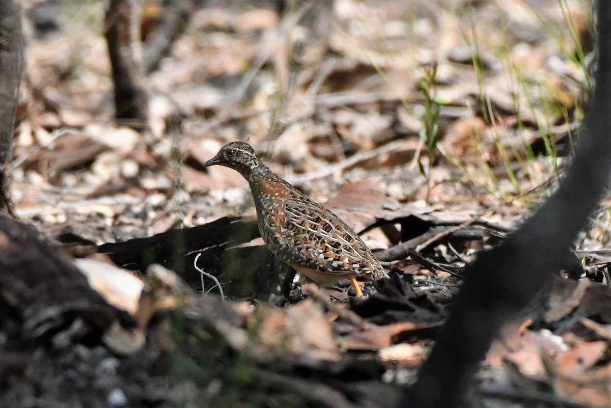 Painted Buttonquail - ML370999111