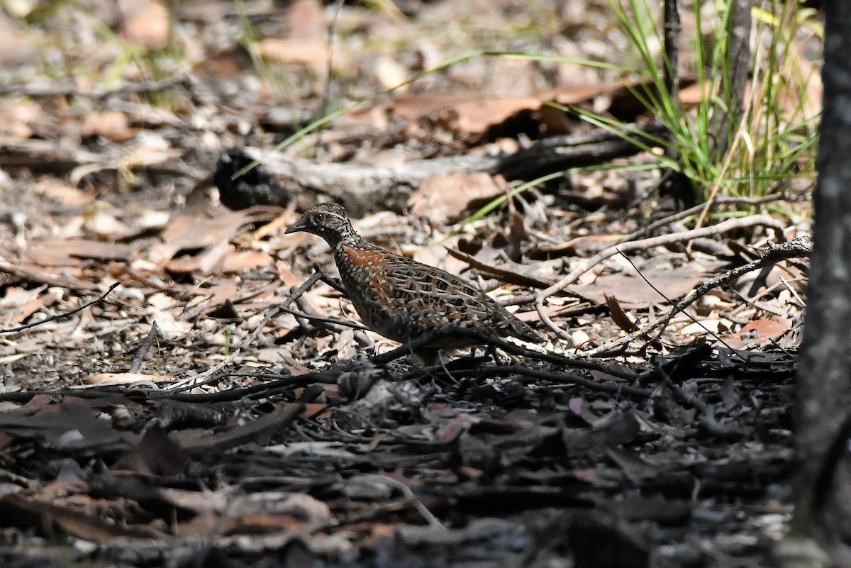 Painted Buttonquail - ML370999121