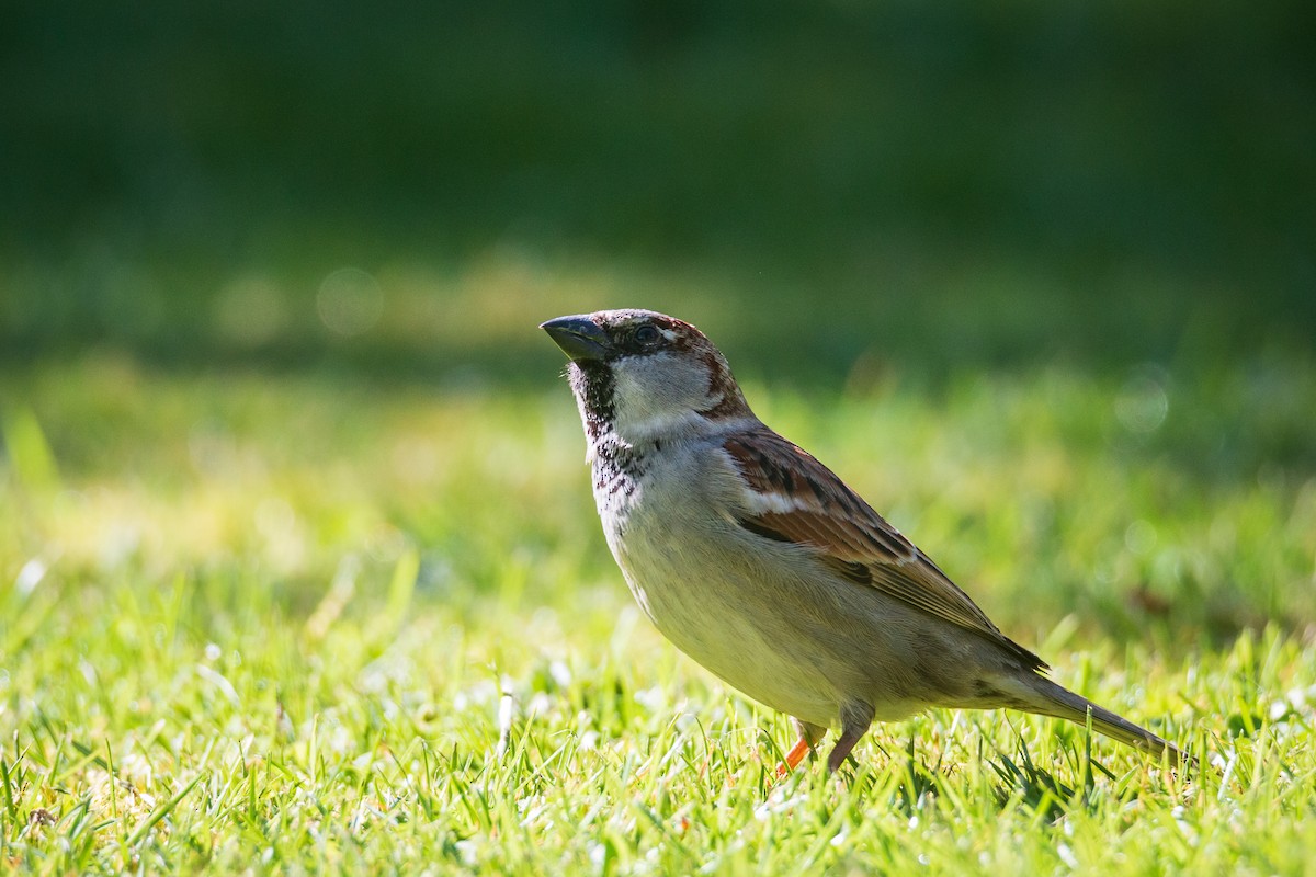 House Sparrow - ML370999271