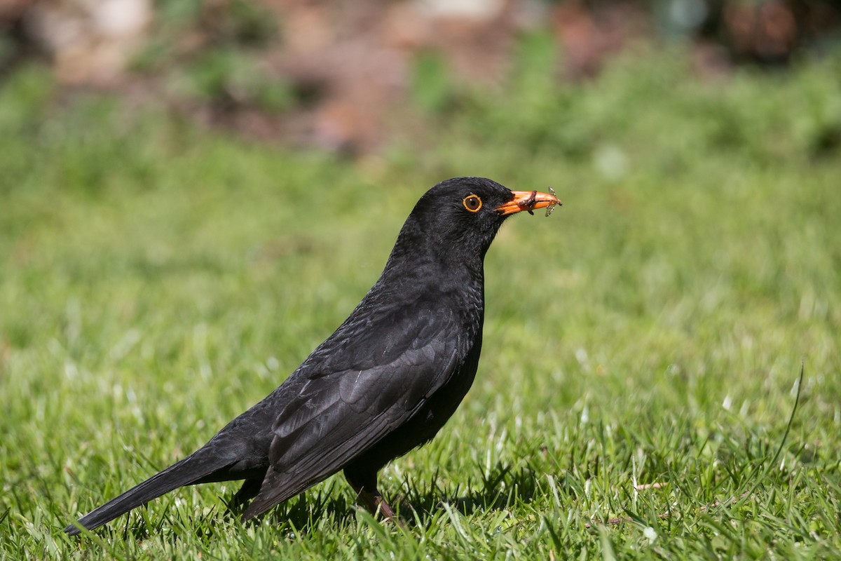 Eurasian Blackbird - ML370999311