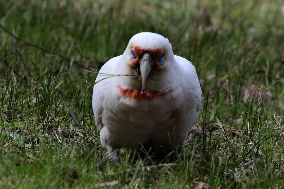 Long-billed Corella - ML371001301