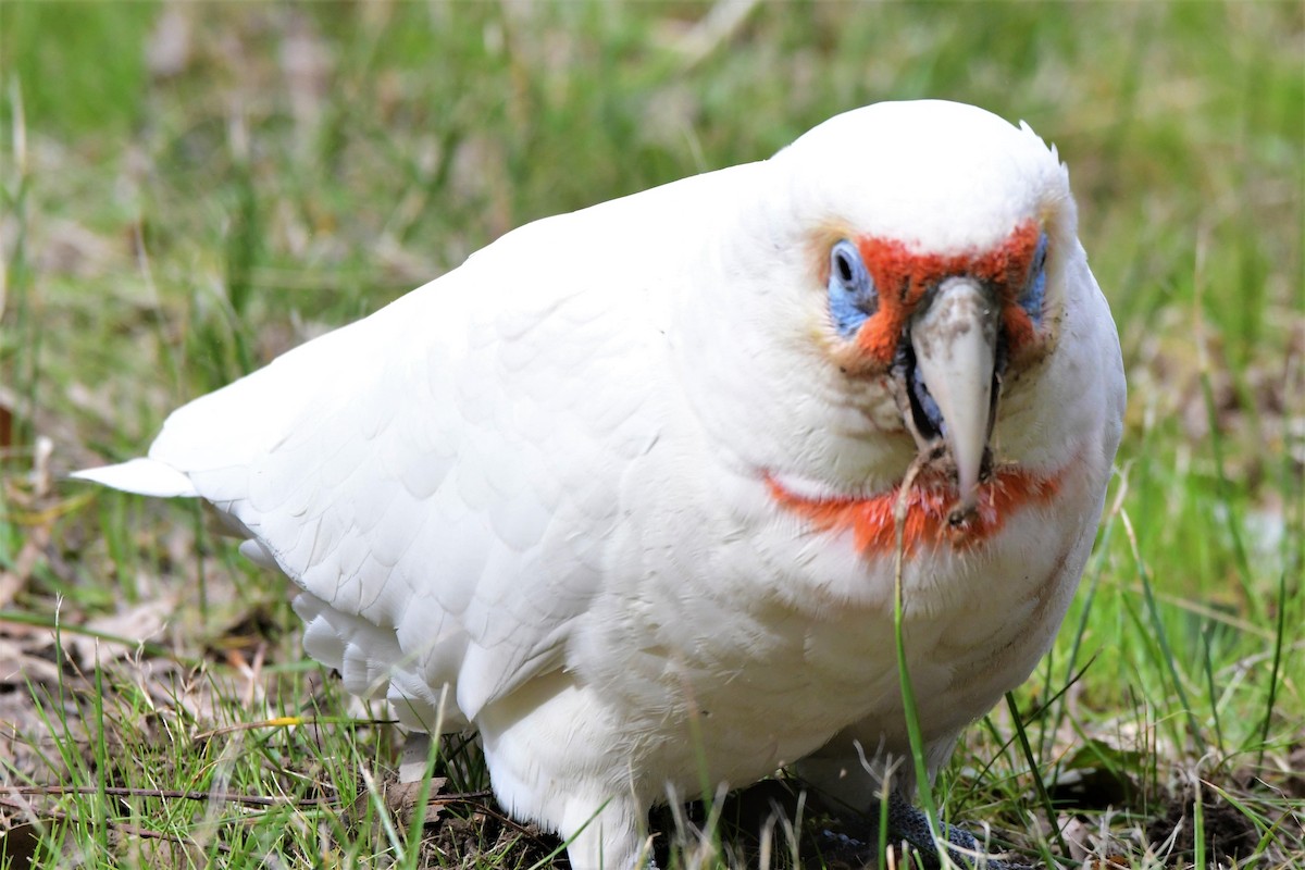 Long-billed Corella - ML371001321