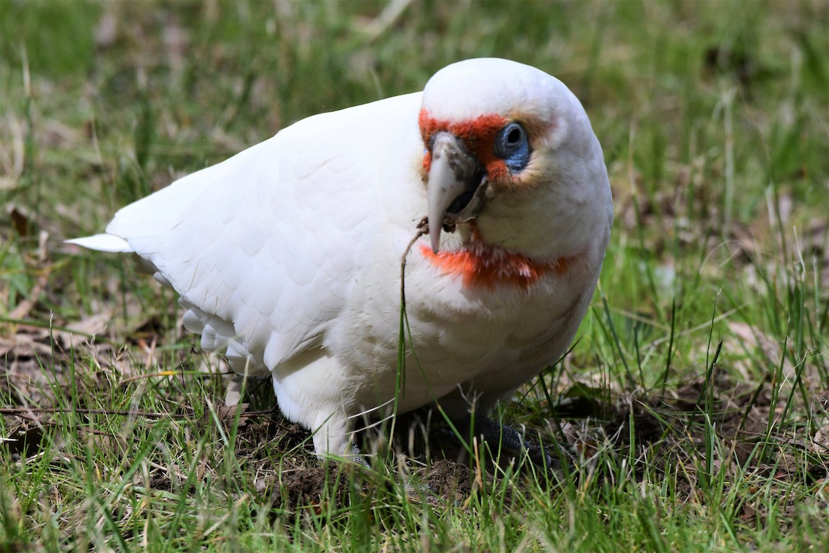 Long-billed Corella - ML371001371