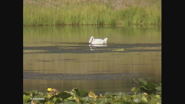 Trumpeter Swan - ML371002291