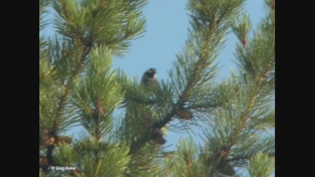 Mountain Chickadee - ML371002501