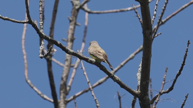 Western Kingbird - ML371002801