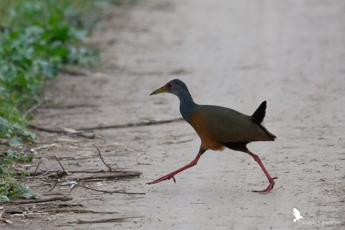 Gray-cowled Wood-Rail - Andres Bianchi