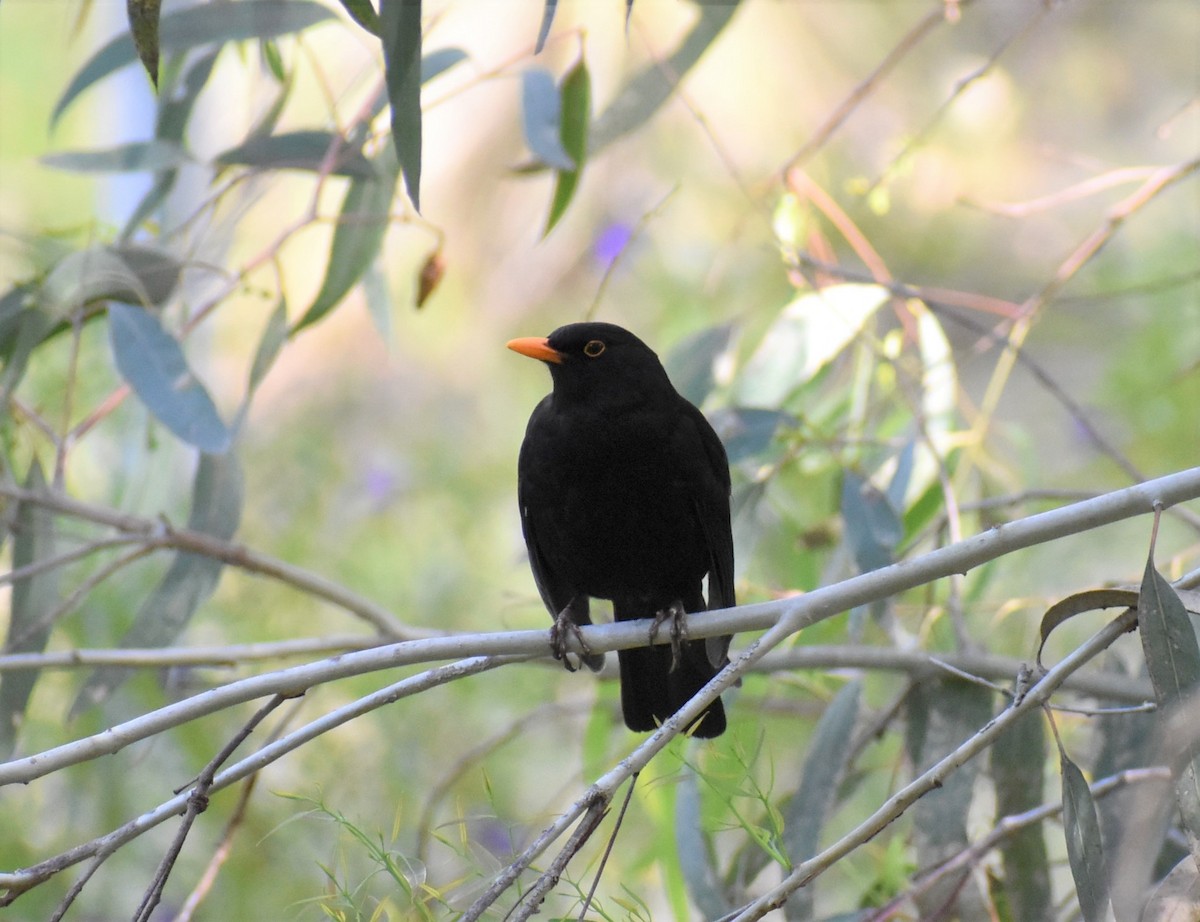 Eurasian Blackbird - Leo Norman