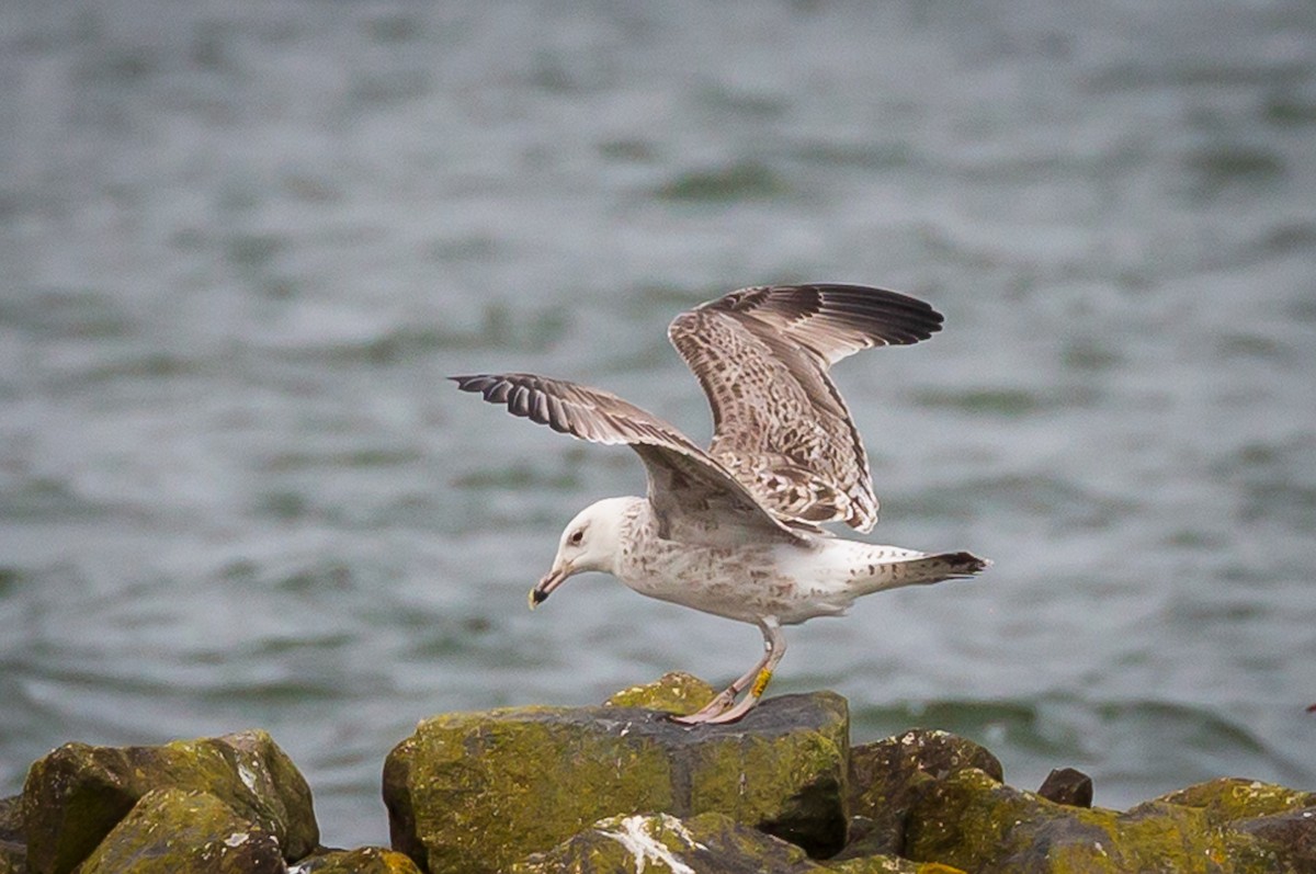 Caspian Gull - Diana Dobrosch