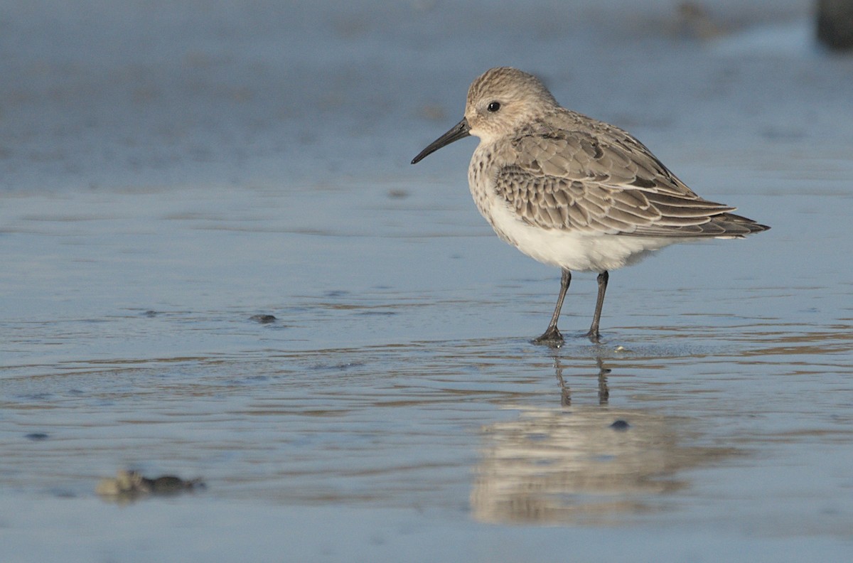 Dunlin (arctica) - Marcel Gil Velasco
