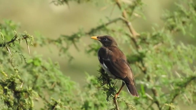 Jungle Myna - ML371004651