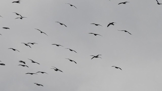 ub. skarv (Phalacrocoracidae sp.) - ML371004861