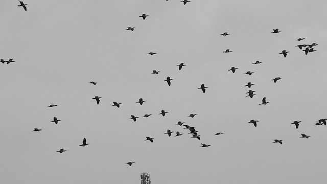 cormorant sp. - ML371004871