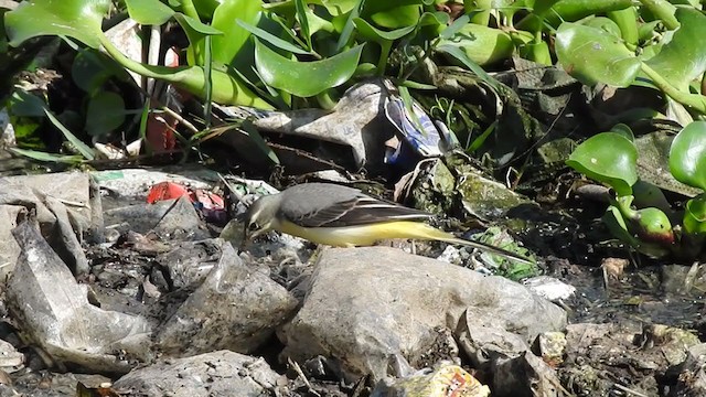 Gray Wagtail - ML371005221