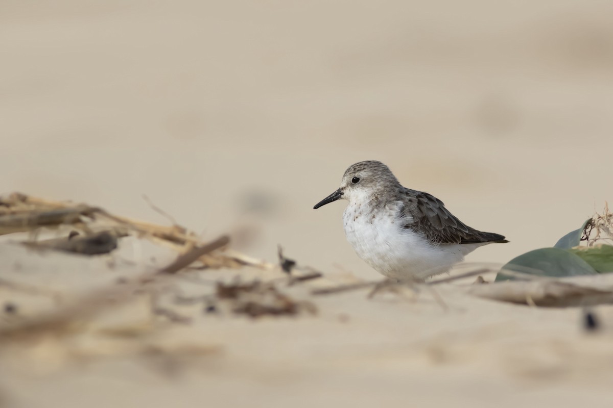 Red-necked Stint - ML371005471