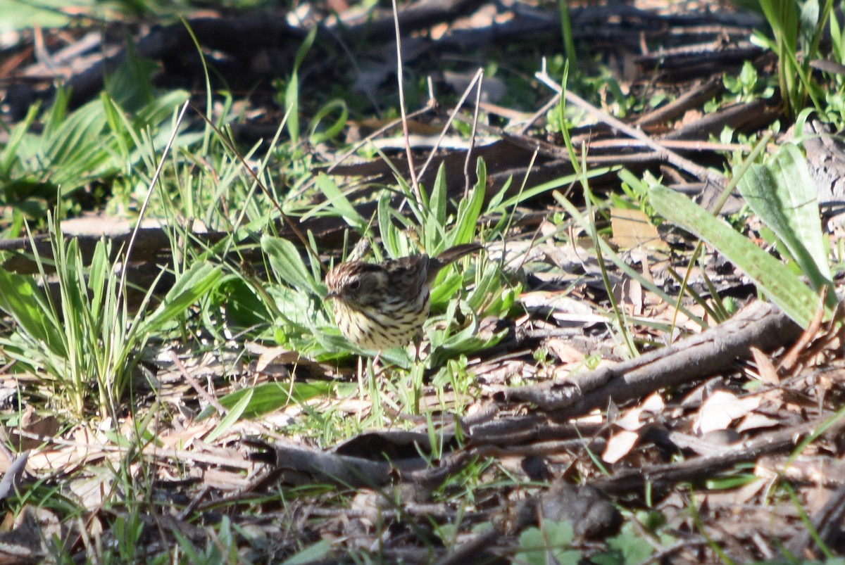 Speckled Warbler - Murray DELAHOY